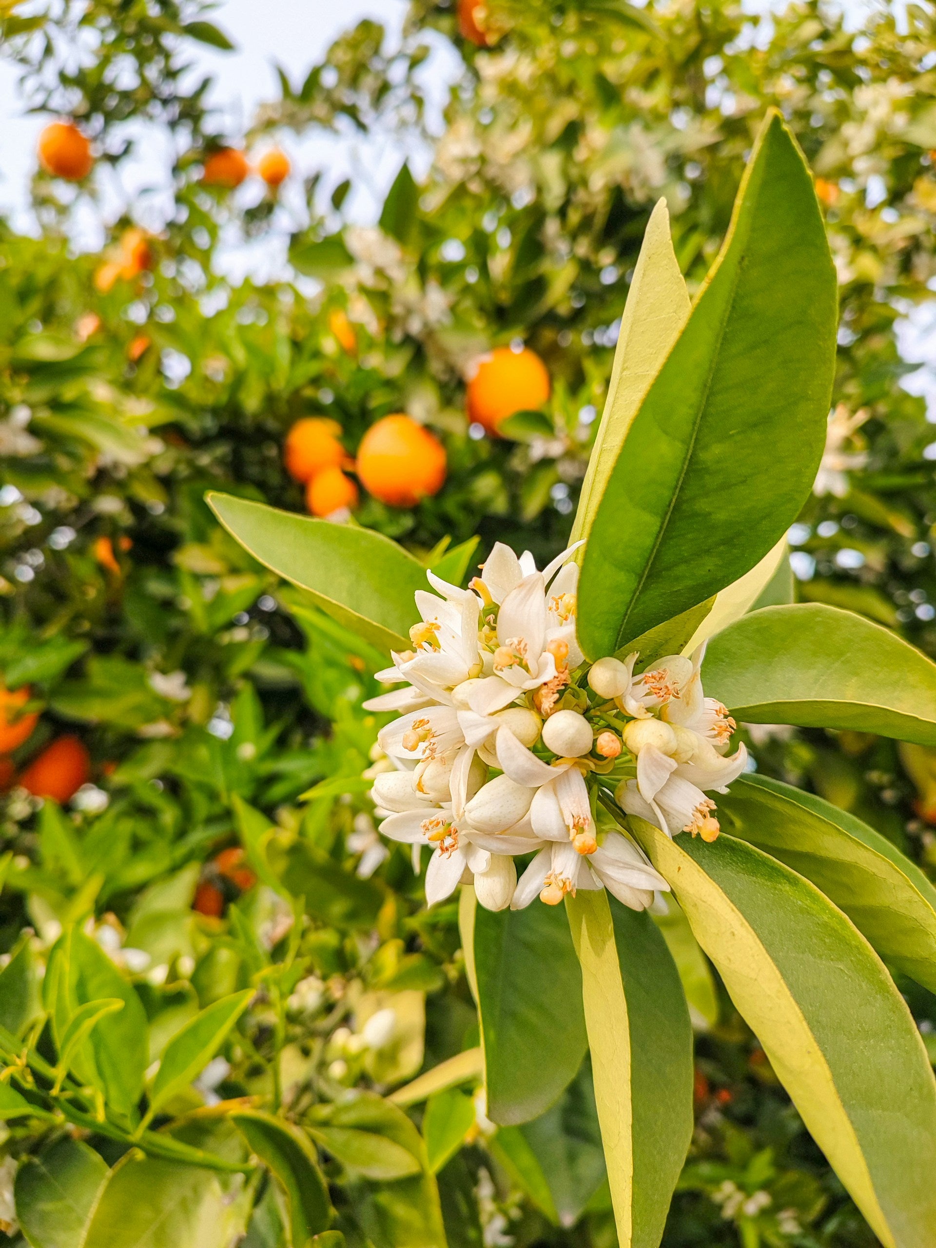 Orange and Flowers